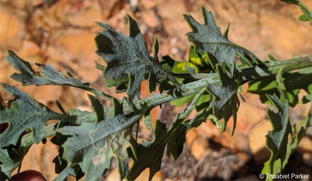 Dimorphotheca chrysanthemifolia leaves