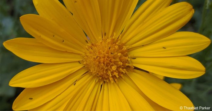 Dimorphotheca chrysanthemifolia closeup of a flowerhead showing florets