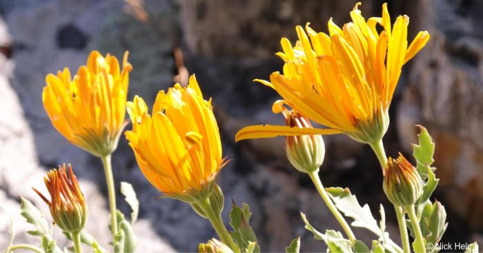 Dimorphotheca chrysanthemifolia calyx