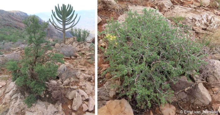 Portulacaria longipedunculata growing on Middelberg Peak, northern Kaokoveld