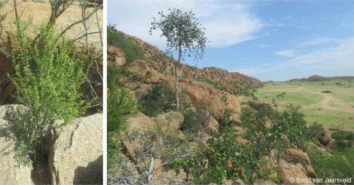 Portulacaria longipedunculata growing west of Caranculo, southwestern Angola