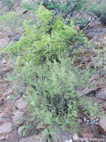 Portulacaria longipedunculata and P. carrissoana, Otjihipa Mountain, Kaokoveld, Namibia