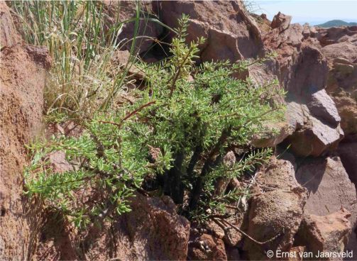 Portulacaria longipedunculata 