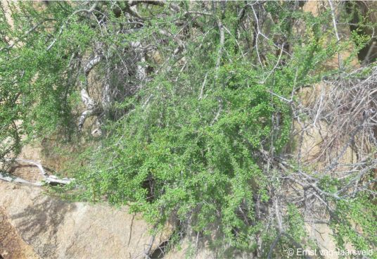 A mature plant of Portulacaria longipedunculata growing west of Caranculo, southwestern Angola