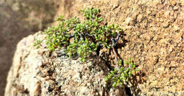 A juvenile plant of Portulacaria longipedunculata growing west of Caranculo, southwestern Angola