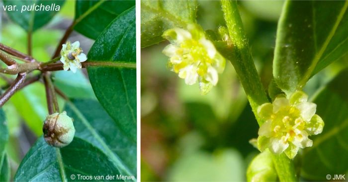 Flowers of the var. pulchella