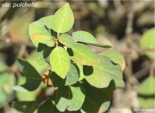 Leaves at the tip of a stem of the var. pulchella