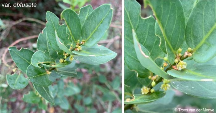 Leaves and flowers of the var. obtusata