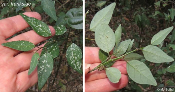 Leaves of the var. franksiae, showing upper and lower surfaces and characteristic white spots