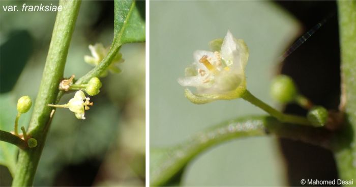 Flowers of the var. franksiae