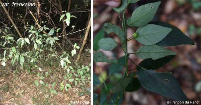 Var. franksiae, a plant and leaves