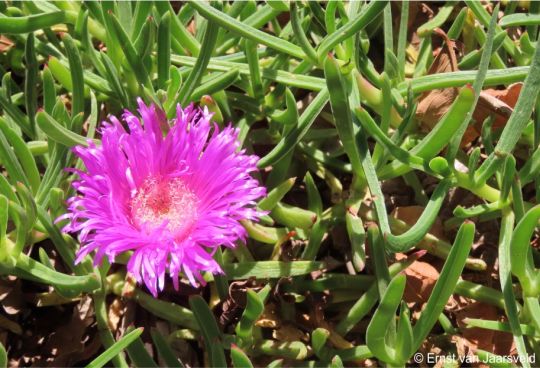 Carpobrotus muirii 