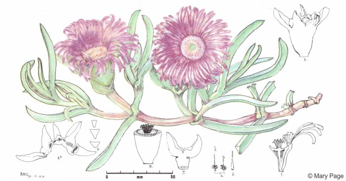 illustration of Carpobrotus muirii by Mary Page 