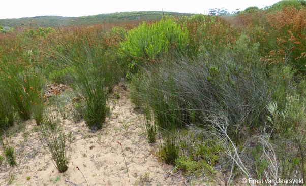 Resiesbaan Siding, Albertinia, habitat of Carpobrotus muirii