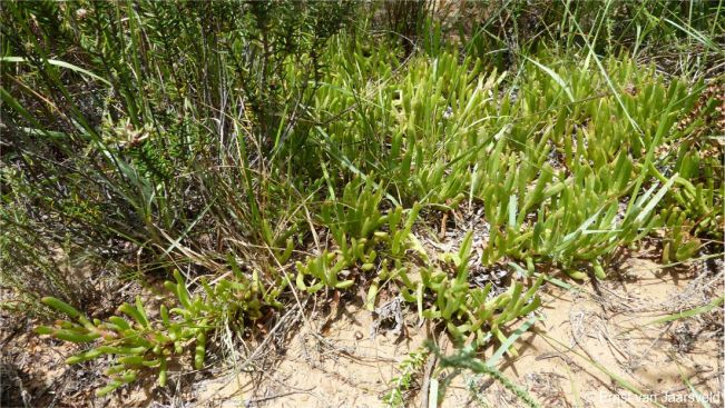 Carpobrotus muirii in habitat 