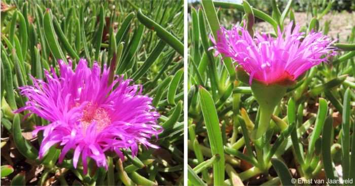 A close-up and side-view of the flower of Carpobrotus muirii 