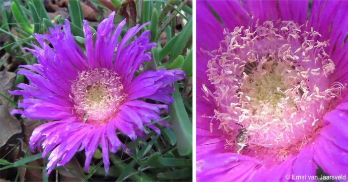 Carpobrotus muirii flower showing the stamens and stigma and a visiting bee