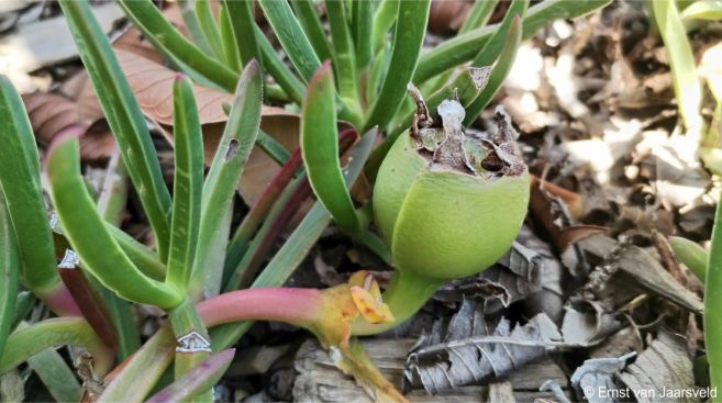 developing fruit of Carpobrotus muirii