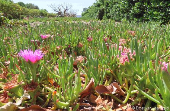 Carpobrotus muirii growing in the Babylonstoren Farm Garden