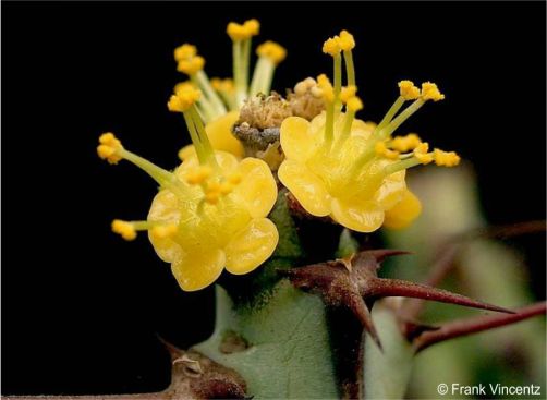 Euphorbia schinzii