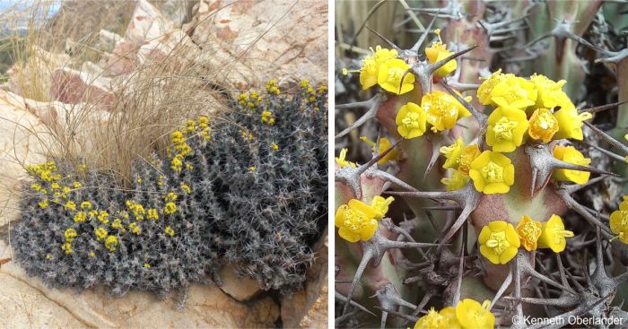 A plant in flower and a closeup of a stem showing spines and cyathia