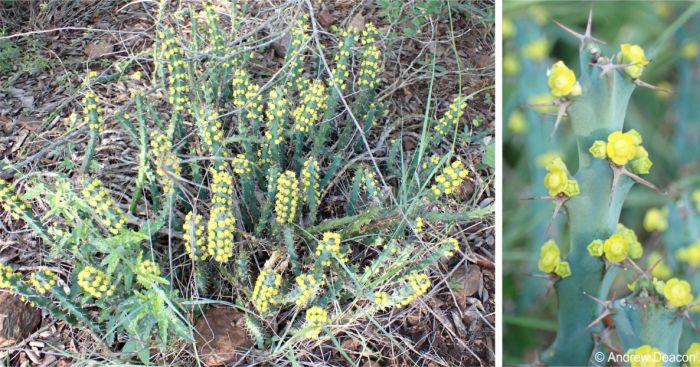 A plant in flower and a closeup of the stems, Mpumalanga 