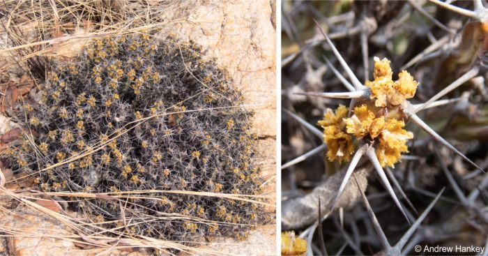 A plant that has finished flowering and a closeup of a stem