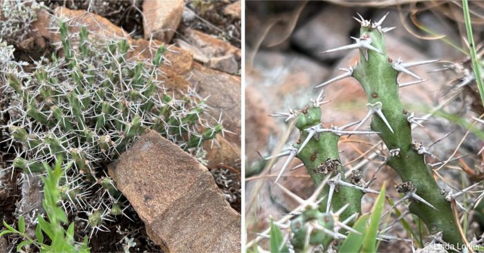 A plant growing among rocks, in Eswatini