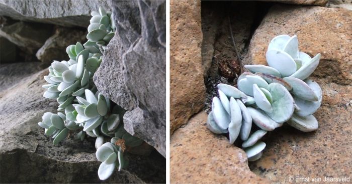 Adromischus leucophyllus leaves covered in a powdery bloom