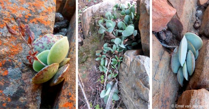 Adromischus leucophyllus in flower at Suurkloof, Montagu, Western Cape