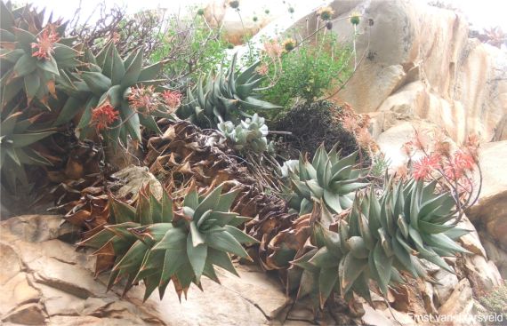 growing among Aloe perfoliata and Leonotis ocymifolia, near Montagu