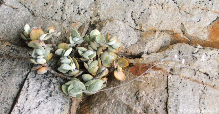 Adromischus leucophyllus in flower 