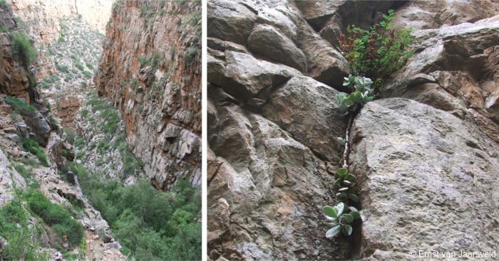 The cliff face habitat, near De Doorns in the Western Cape