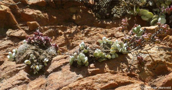 Adromischus leucophyllus on a more exposed est-facing cliff near Montagu 