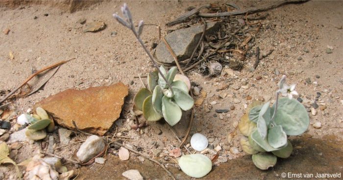 Adromischus leucophyllus in flower 