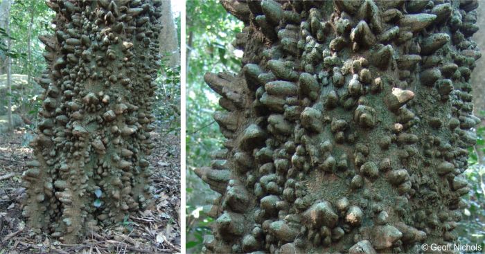 The trunk of Zanthoxylum davyi studded with horn-like knobs