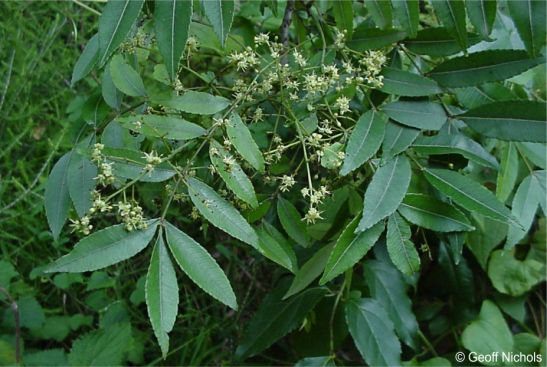 Compound, aromatic leaves