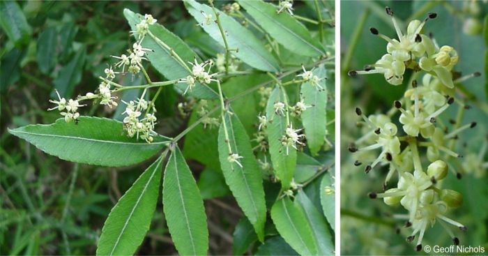 Small flowers in spring