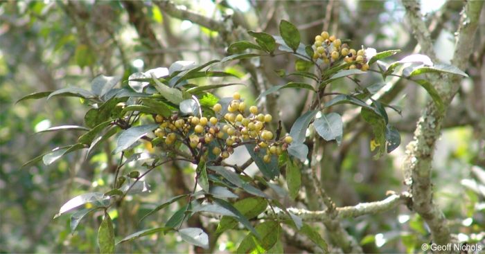 Aromatic fruits in summer