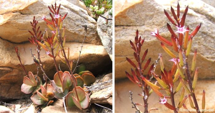 Adromischus subdistichus in flower, Aasvoelberg