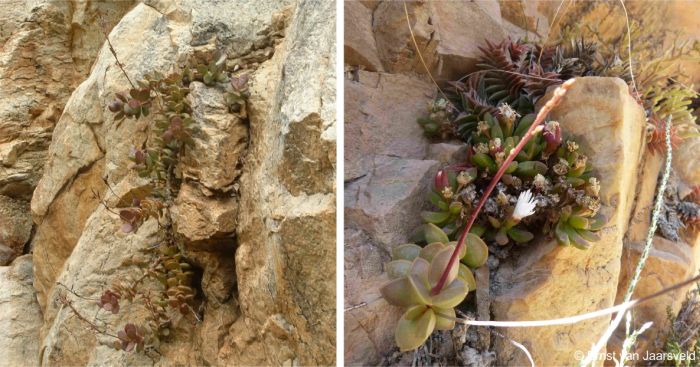 Adromischus subdistichus Toorwaterspoort and Nuwekloof Pass