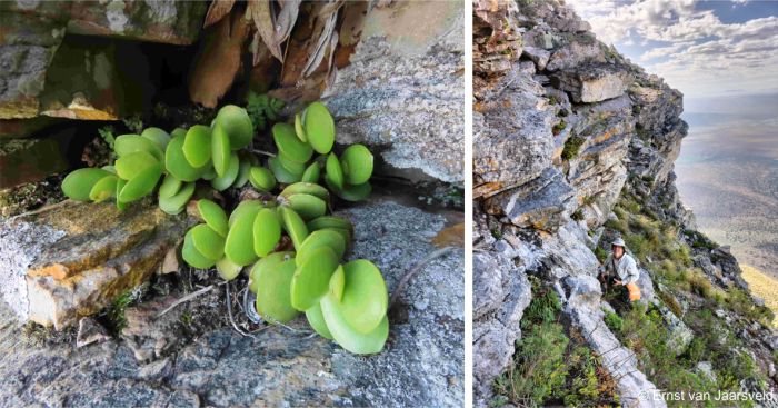 Growing on the upper south-facing cliffs of the Aasvoelberg