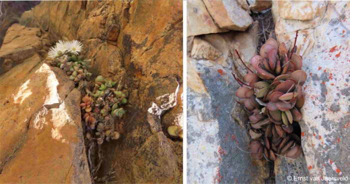 Growing on the Boesmanspoortberge