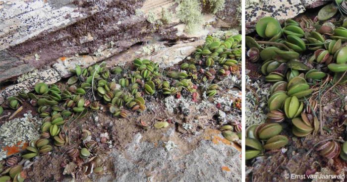 Growing in shallow soil on a broad ledge on the cliff face below the summit of Aasvoelberg