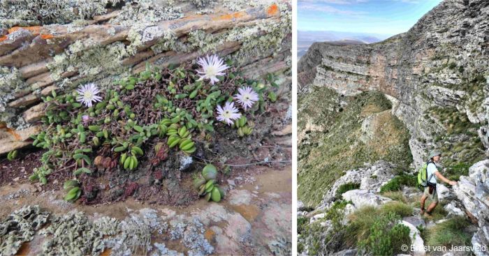 Growing with Drosanthemum aasvoelbergense 