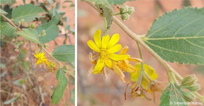 Leaves, flowers and buds