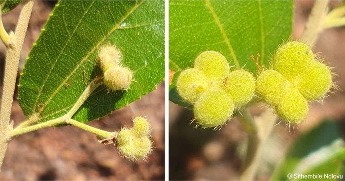 Berry-like fruits covered in fuzz