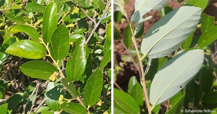 Bicolored leaves