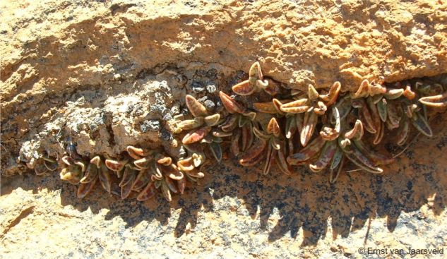 An established cluster in a granite crevice, hugging a south-facing cliff