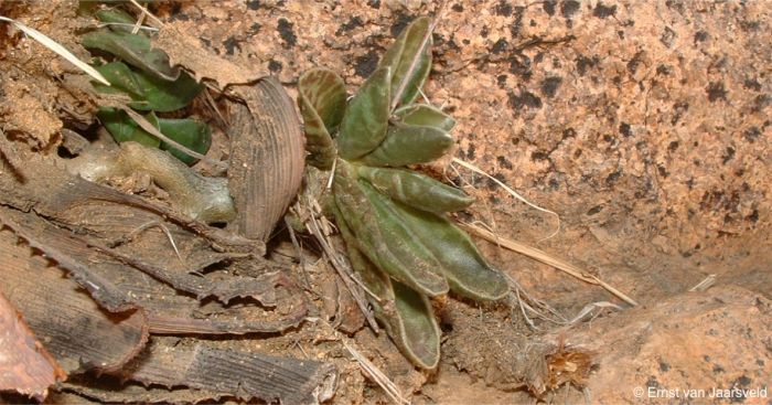 A close-up of a plant growing at the base of an Aloe littoralis during the dry season